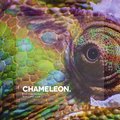 Chameleon