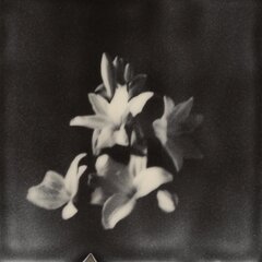 Night Blooming Jasmine